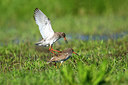 BUITEN BEELD Foto: 315800