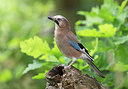 BUITEN BEELD Foto: 315943