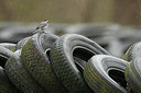 BUITEN BEELD Foto: 315969
