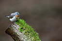 BUITEN BEELD Foto: 316004