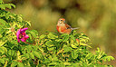 BUITEN BEELD Foto: 316070