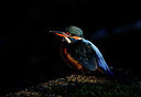 BUITEN BEELD Foto: 316111