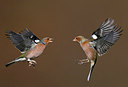 BUITEN BEELD Foto: 316122