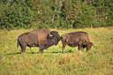 BUITEN BEELD Foto: 316157