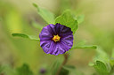 BUITEN BEELD Foto: 316226