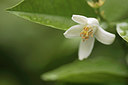BUITEN BEELD Foto: 316230