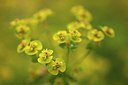 BUITEN BEELD Foto: 316234