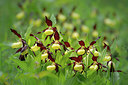 BUITEN BEELD Foto: 316377