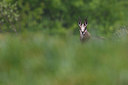 BUITEN BEELD Foto: 316405