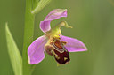 BUITEN BEELD Foto: 316498