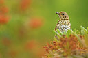 BUITEN BEELD Foto: 316616
