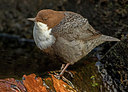 BUITEN BEELD Foto: 316679