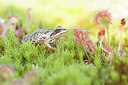 BUITEN BEELD Foto: 316688