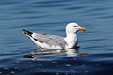 BUITEN BEELD Foto: 316719