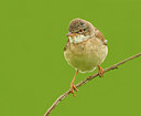 BUITEN BEELD Foto: 316773