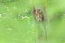 BUITEN BEELD Foto: 316782