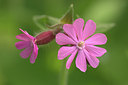 BUITEN BEELD Foto: 316886