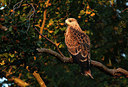 BUITEN BEELD Foto: 317201