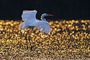 BUITEN BEELD Foto: 317243