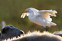 BUITEN BEELD Foto: 317255