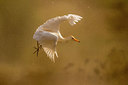 BUITEN BEELD Foto: 317256