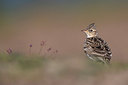 BUITEN BEELD Foto: 317261