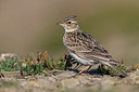 BUITEN BEELD Foto: 317265