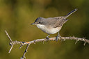 BUITEN BEELD Foto: 317274