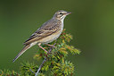 BUITEN BEELD Foto: 317285