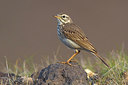 BUITEN BEELD Foto: 317290