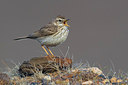 BUITEN BEELD Foto: 317294