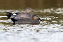 BUITEN BEELD Foto: 317313