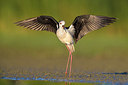 BUITEN BEELD Foto: 317331