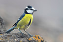 BUITEN BEELD Foto: 317341