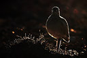 BUITEN BEELD Foto: 317357