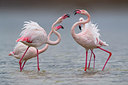 BUITEN BEELD Foto: 317376