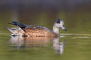 BUITEN BEELD Foto: 317381