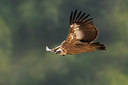 BUITEN BEELD Foto: 317462