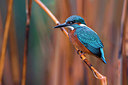 BUITEN BEELD Foto: 317543