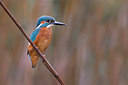 BUITEN BEELD Foto: 317546