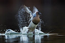 BUITEN BEELD Foto: 317551