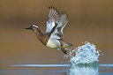 BUITEN BEELD Foto: 317555