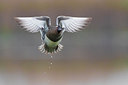 BUITEN BEELD Foto: 317564