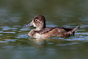 BUITEN BEELD Foto: 317604