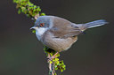 BUITEN BEELD Foto: 317625