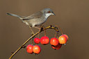 BUITEN BEELD Foto: 317626