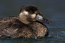 BUITEN BEELD Foto: 317634