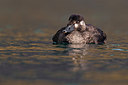 BUITEN BEELD Foto: 317643