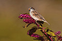 BUITEN BEELD Foto: 317649