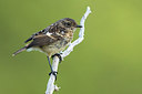BUITEN BEELD Foto: 317699